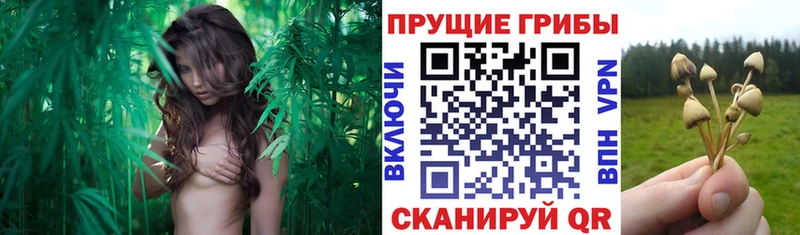 Псилоцибиновые грибы мицелий  Спас-Клепики 